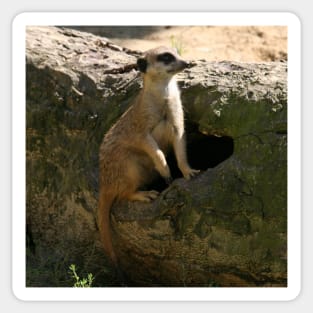 Meerkat on the Lookout Sticker